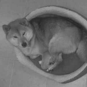 Meet your Posher, Kin